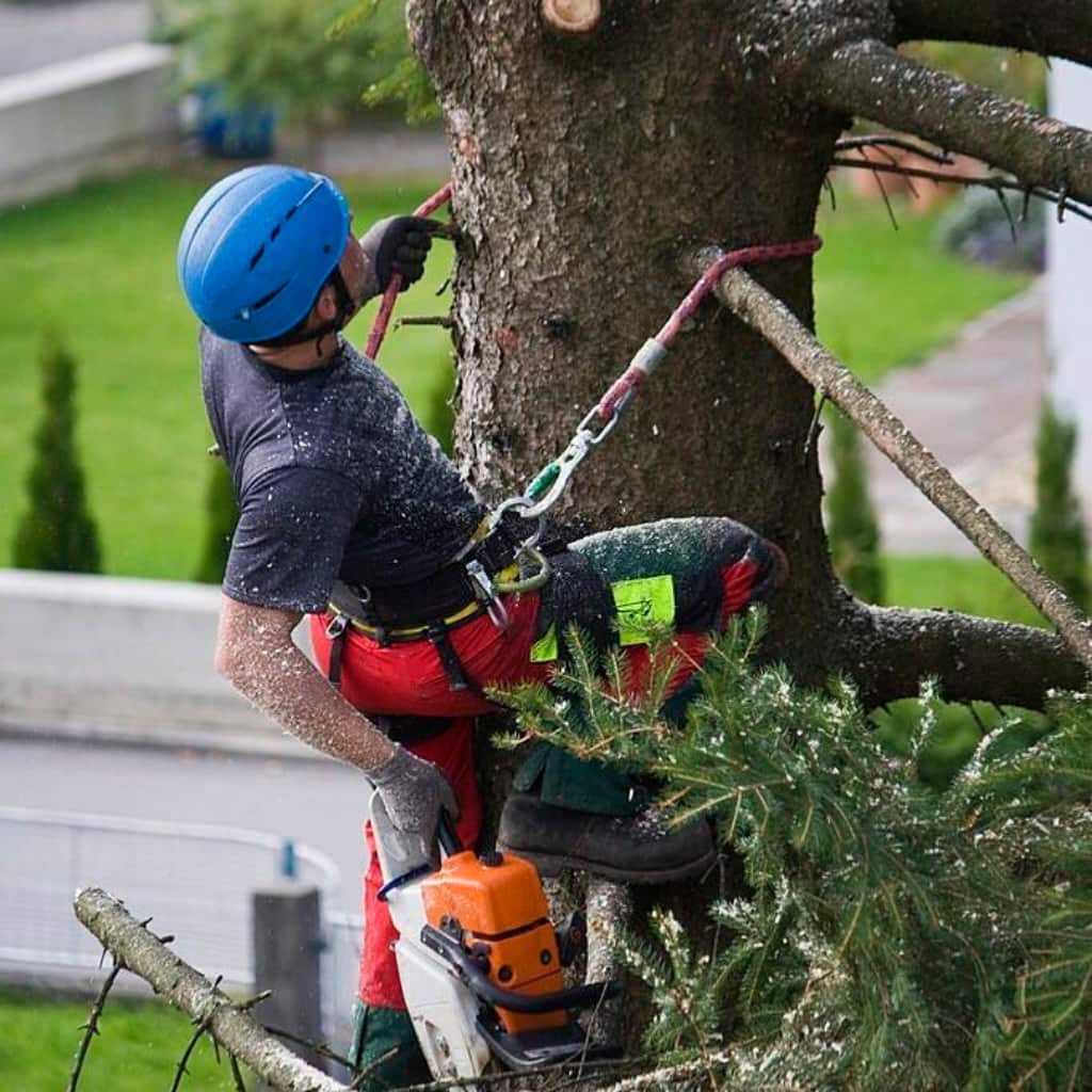 Three Monkeys Tree Service team in San Antonio