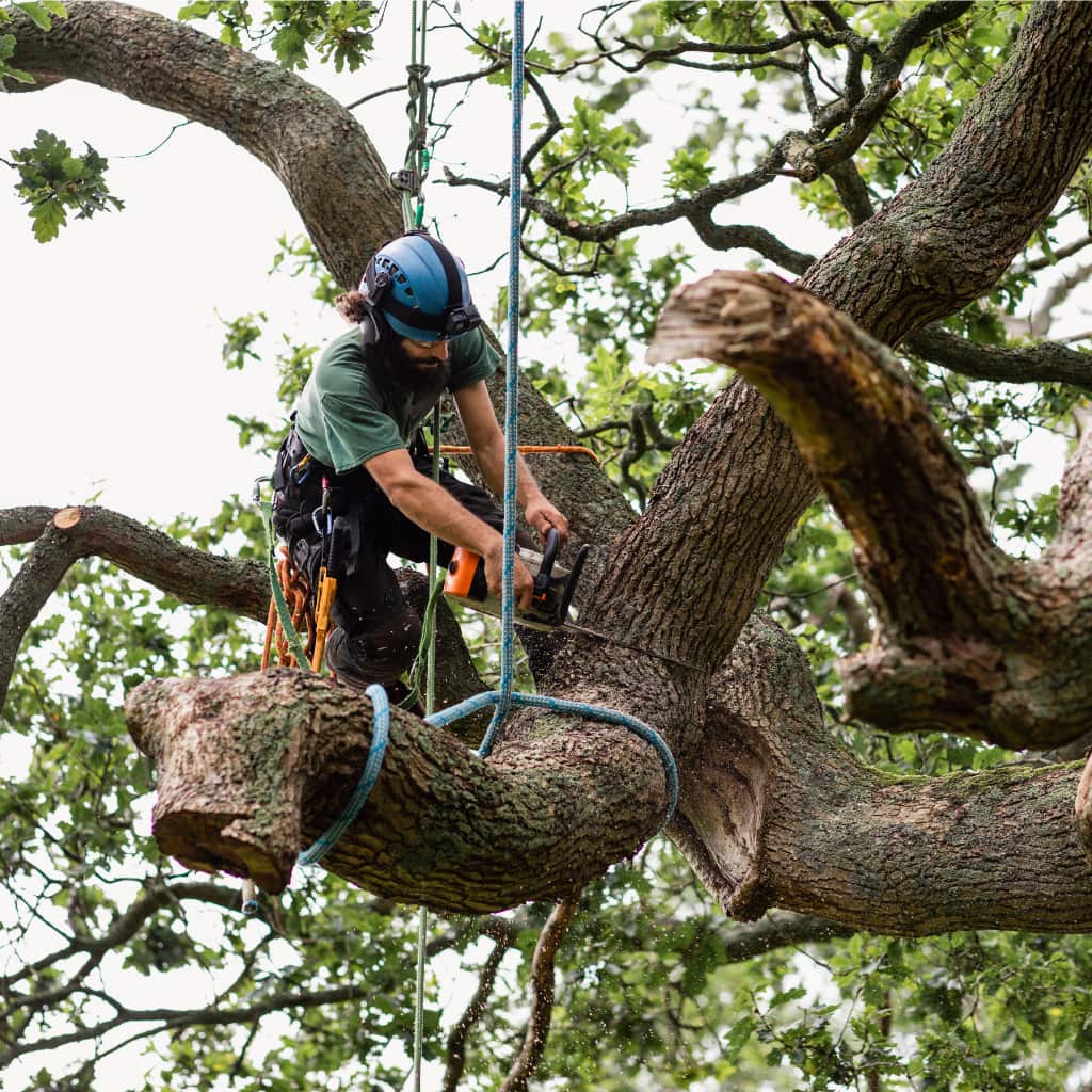 Completed tree service project in San Antonio