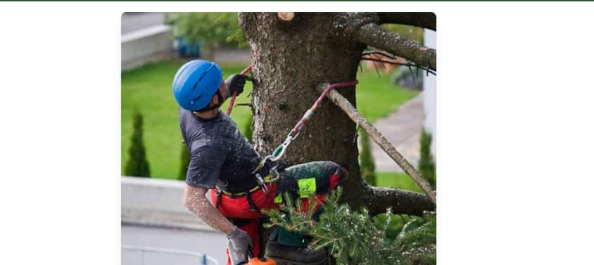 Tree crew at work in San Antonio