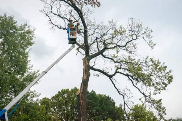 Crane-assisted tree removal in San Antonio
