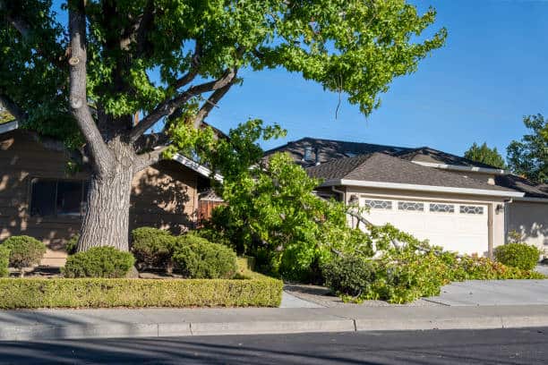Emergency tree service in San Antonio