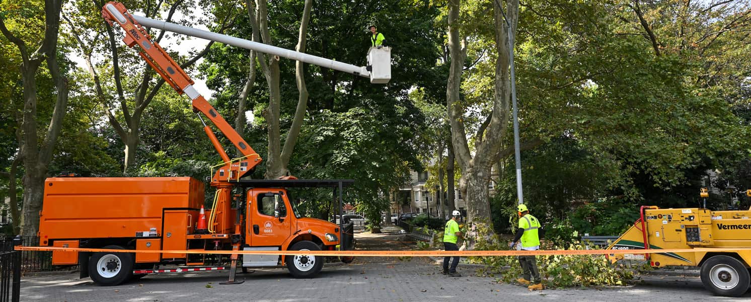 Hazardous tree removal in San Antonio