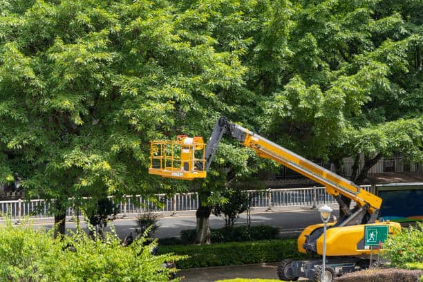 Oak wilt treatment in San Antonio