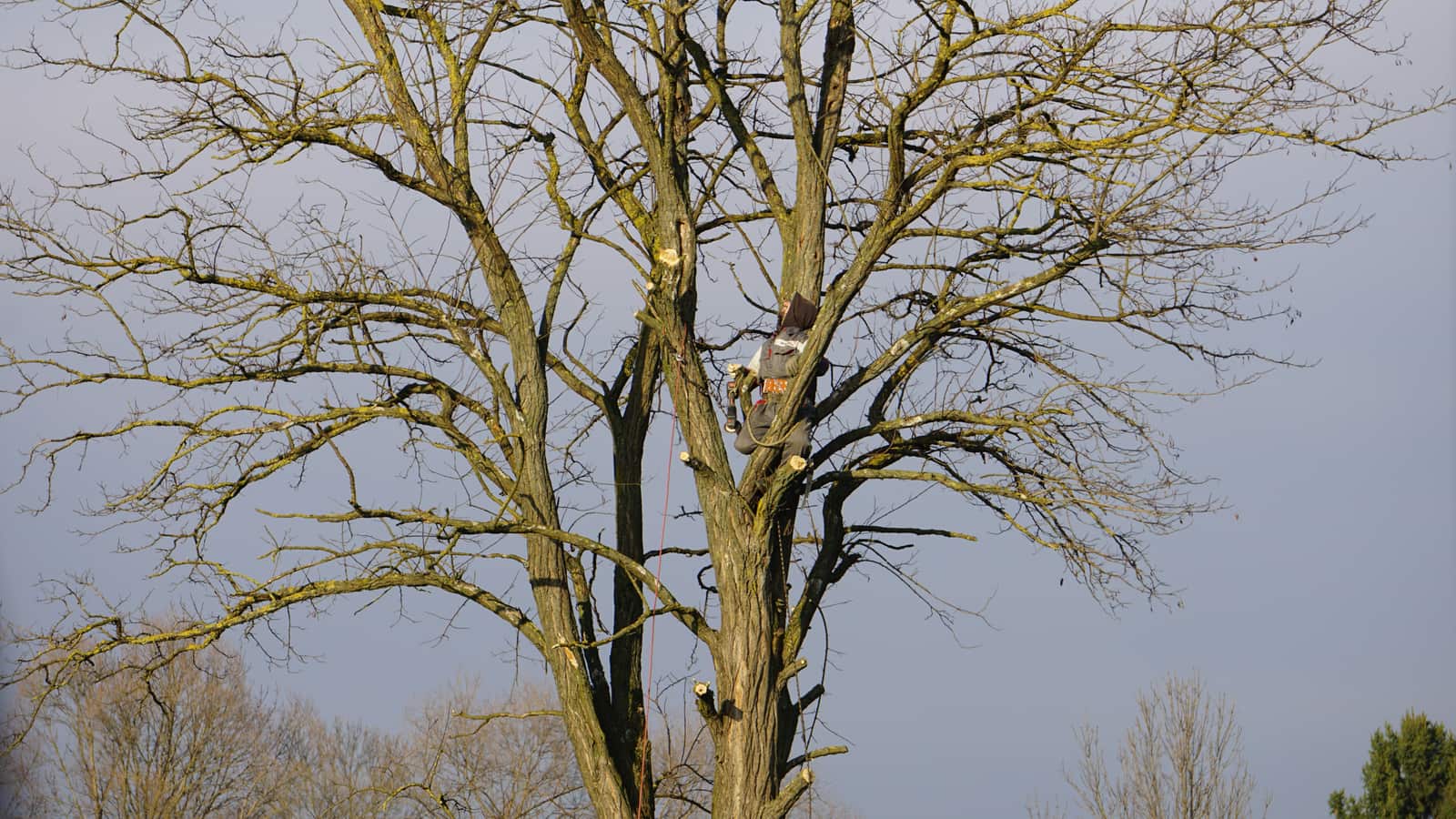 Tree health assessment in San Antonio