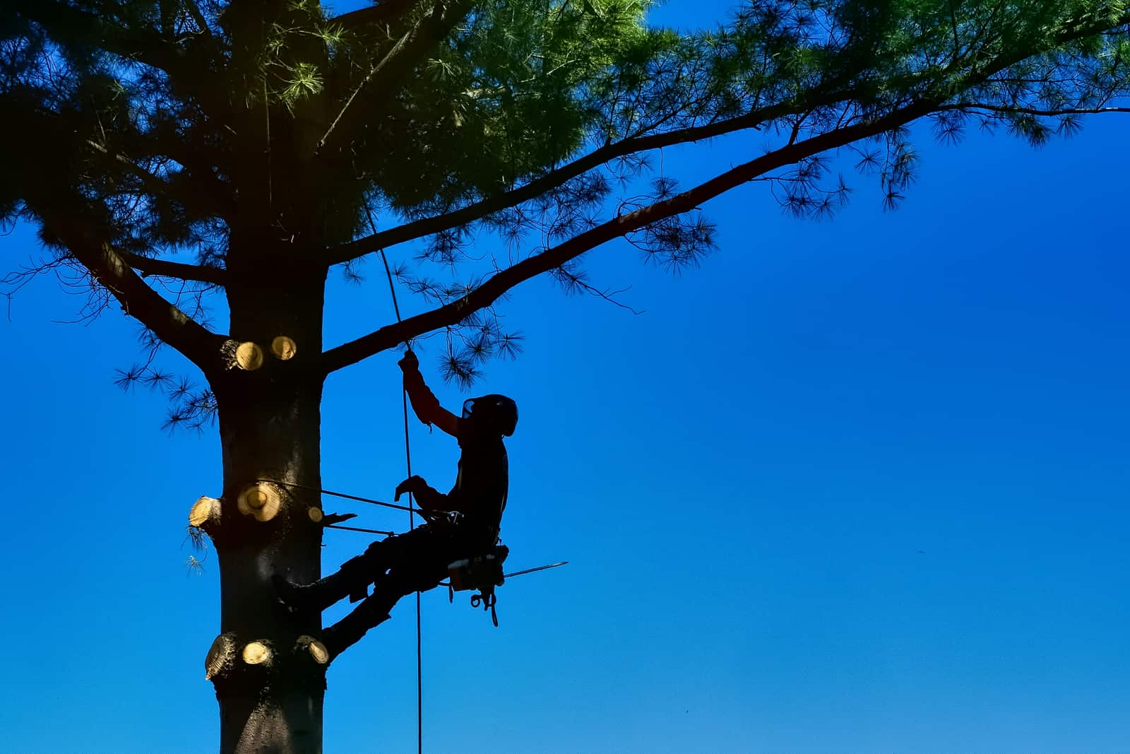 Tree pruning in San Antonio