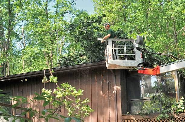 Tree removal in San Antonio