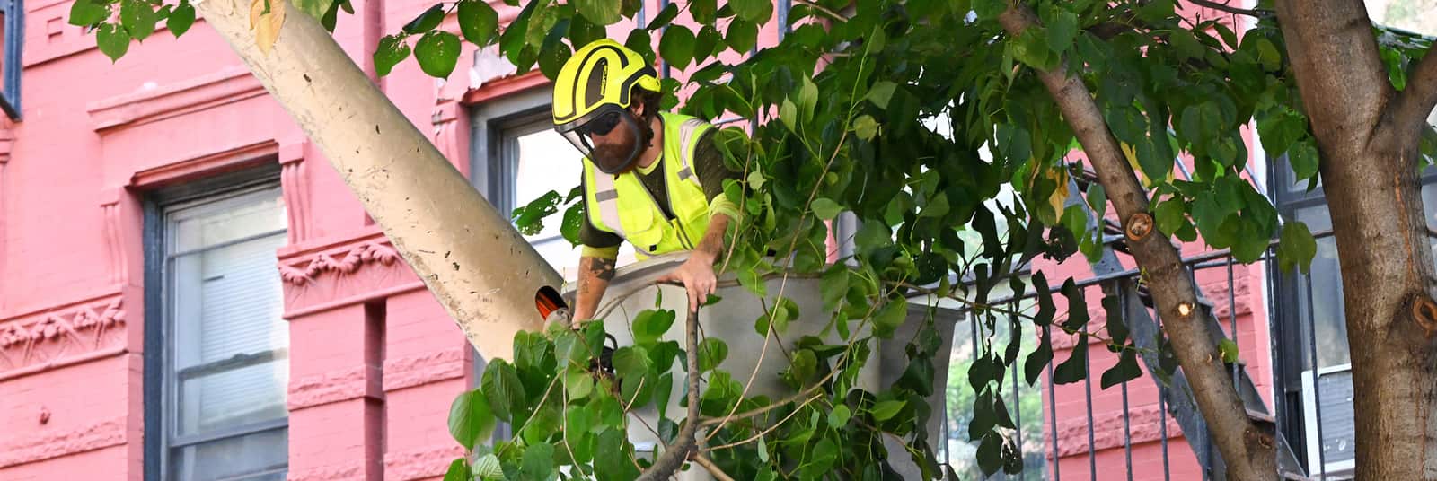Tree trimming in San Antonio